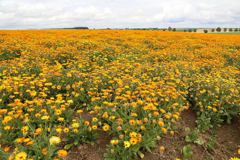 Ein Feld mit gelben Blumen.